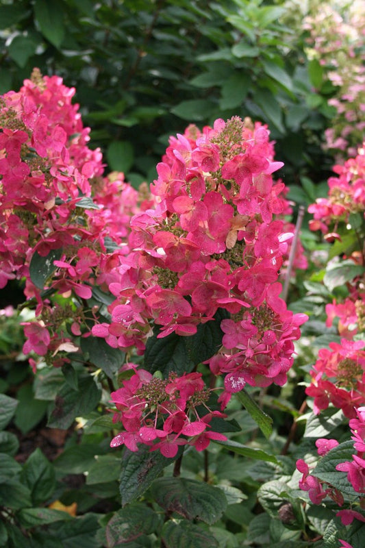 Hydrangea paniculata 'Magical Flame' - (Shrub)