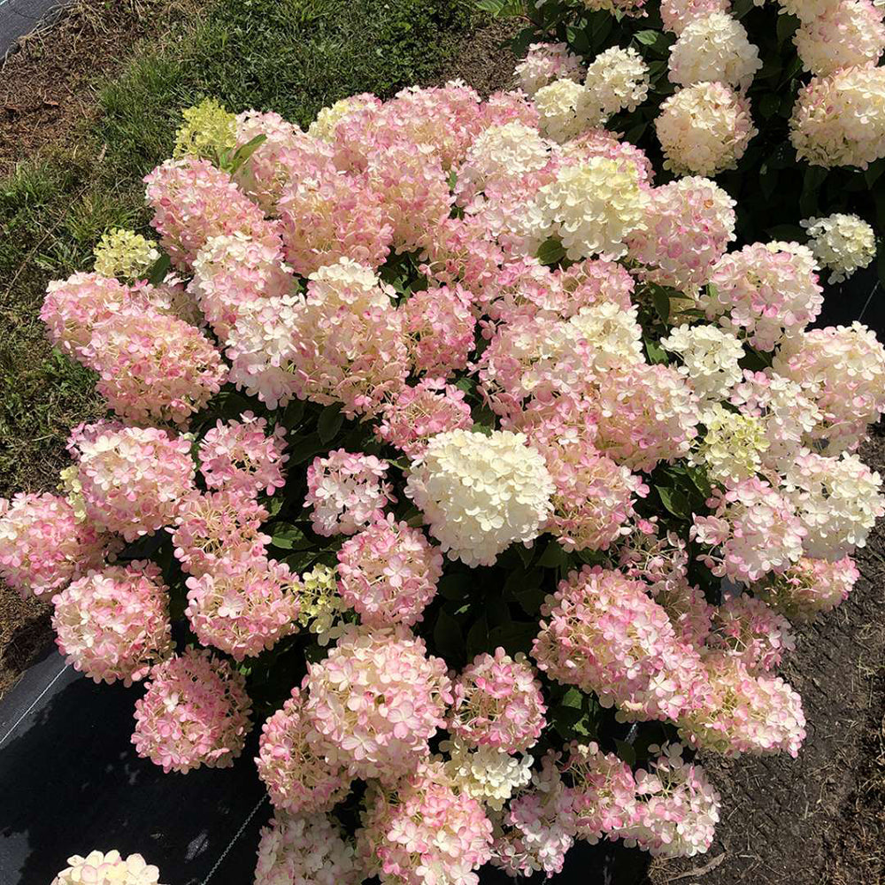 Hydrangea paniculata 'Fire Light Tidbit' - (Shrub)