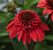 Echinacea x hybrida 'Double Scoop Strawberry Deluxe' (Coneflower)