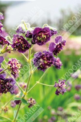 Geranium phaeum 'Joseph Green'