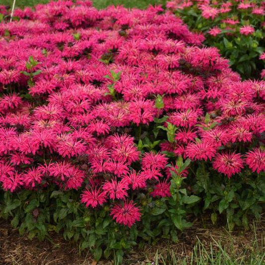 Monarda x 'Leading Lady Razzberry'