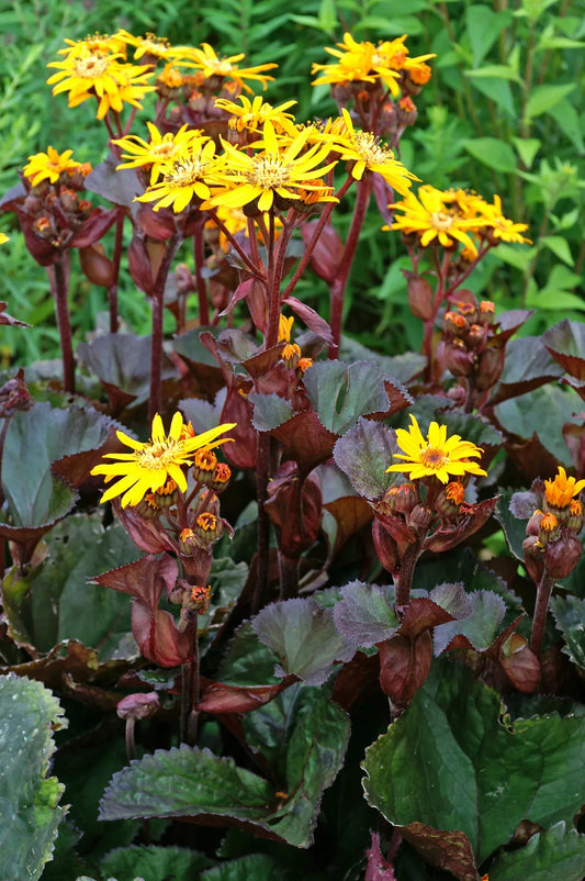 Ligularia dentata 'BBQ Banana'