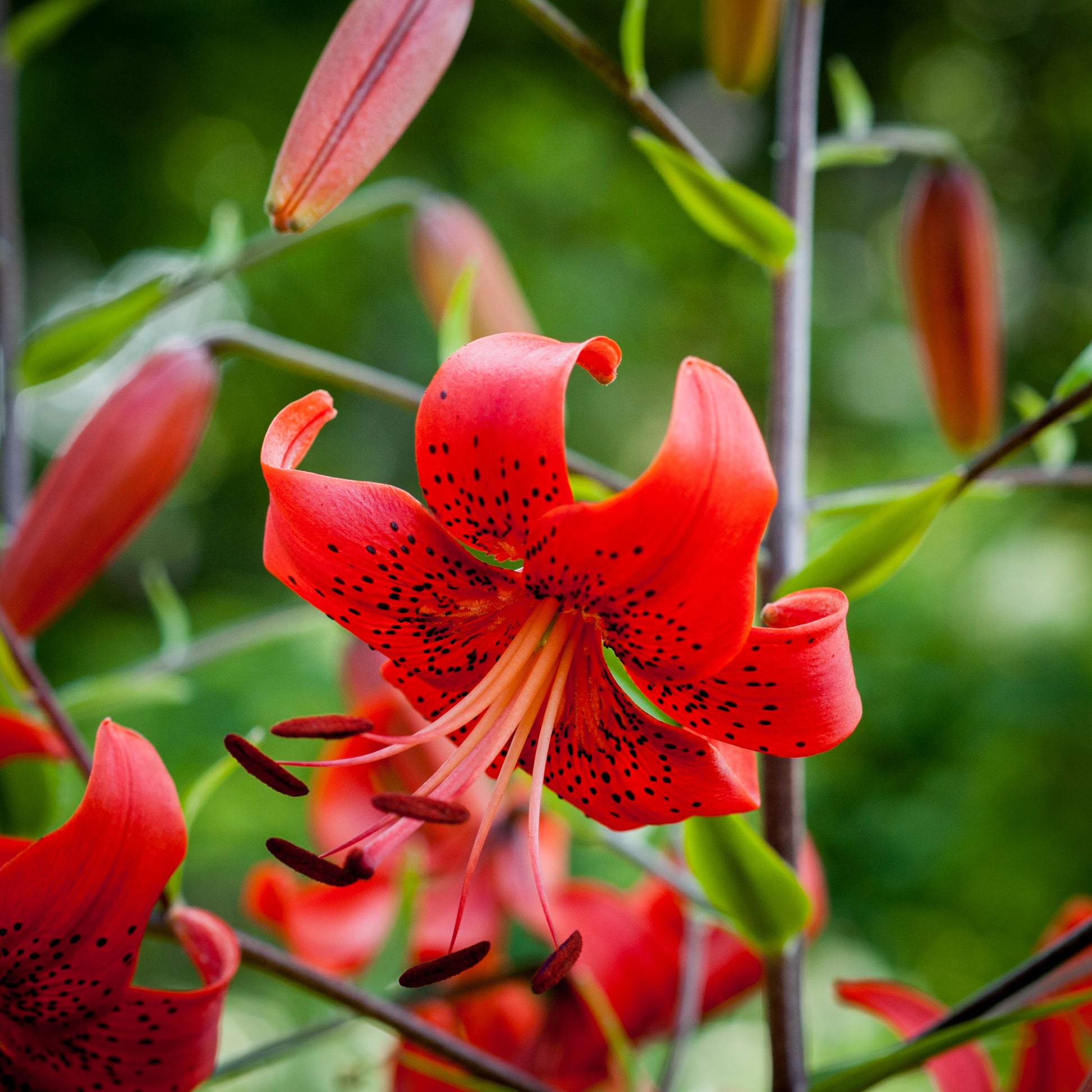 tiger lilies Lilium tigrinum 'Red' (Tiger lily)