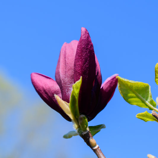 Magnolia 'Genie'