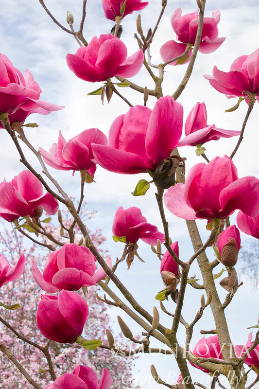 Magnolia 'Felix®'