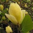 Magnolia x 'Lois'