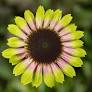 Echinacea purpurea 'Prairie Blaze Vintage Lime' (Coneflower)
