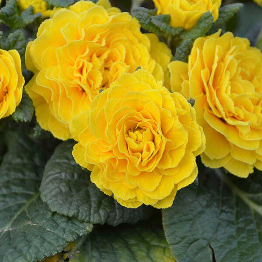 Primula vulgaris 'Prima Belarina® Spring Sun' (Primrose)