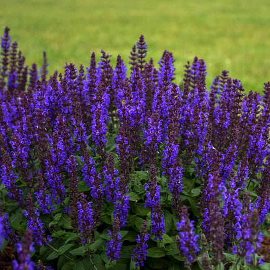 Salvia nemorosa 'Bumbleblue'