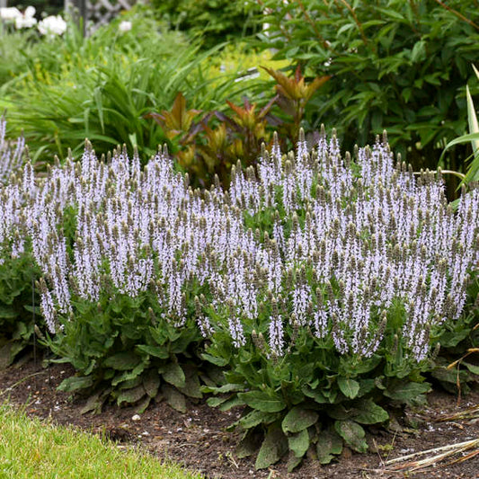 Salvia nemorosa 'Bumblesky'