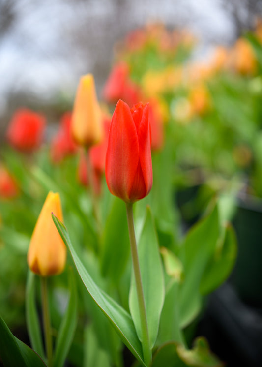 Tulipa kaufmanniana 'Scarlet Baby' (potted)
